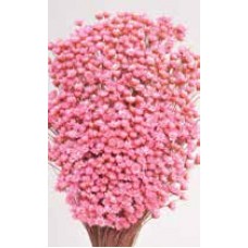 STAR FLOWERS Pink 12" (BULK)